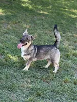 Ursula M 3, a male Swedish Vallhund for sale in Spring Hope, NC – 1 of 1