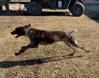 Kenly, a female German Shorthaired Pointer for sale in Spring Hope, NC – 2 of 3