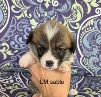 LM sable, a male Pembroke Welsh Corgi for sale in Spring Hope, NC – 3 of 7