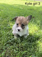KF3, a female Pembroke Welsh Corgi for sale in Spring Hope, NC – 2 of 7
