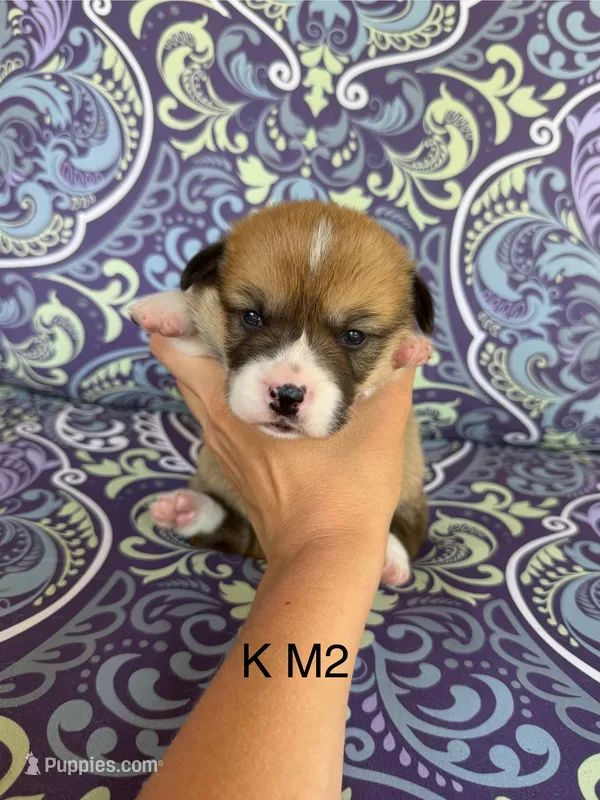 KM2 – Pembroke Welsh Corgi puppy for sale in Spring Hope, NC