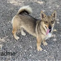 Padme M2, a male Swedish Vallhund for sale in Spring Hope, NC – Photo 5 of 6