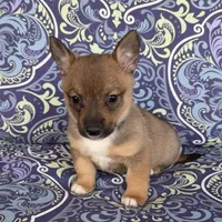 Padme M2, a male Swedish Vallhund for sale in Spring Hope, NC – Photo 3 of 6