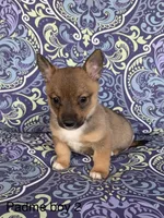 Padme M2, a male Swedish Vallhund for sale in Spring Hope, NC – Photo 1 of 4