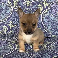 Padme M2, a male Swedish Vallhund for sale in Spring Hope, NC – Photo 4 of 6