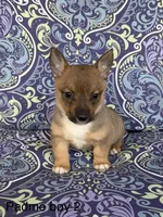 Padme M2, a male Swedish Vallhund for sale in Spring Hope, NC – Photo 2 of 4