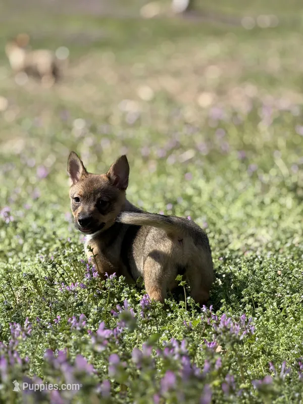 Padme M2 – Swedish Vallhund puppy for sale in Spring Hope, NC