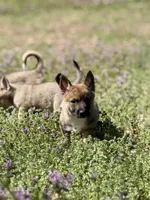Padme M2, a male Swedish Vallhund for sale in Spring Hope, NC – Photo 2 of 6