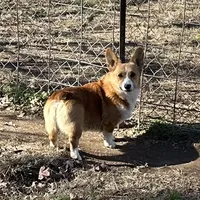 Hopper, a male Pembroke Welsh Corgi for sale in Spring Hope, NC – Photo 2 of 2