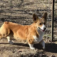 Hopper, a male Pembroke Welsh Corgi for sale in Spring Hope, NC – Photo 1 of 2