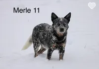 River dance, a female Australian Cattle Dog for sale in Spring Hope, NC – 3 of 4