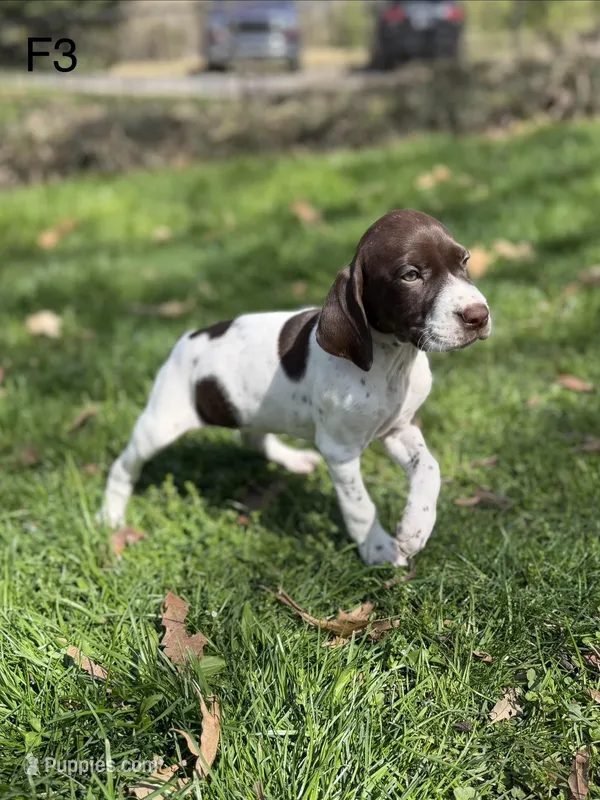 Patched ticked F1 – German Shorthaired Pointer puppy for sale in Spring Hope, NC