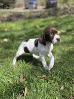 Patched ticked F1, a female German Shorthaired Pointer for sale in Spring Hope, NC – Photo 1 of 6