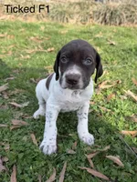 Patched ticked F1, a female German Shorthaired Pointer for sale in Spring Hope, NC – Photo 4 of 6