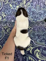 Patched ticked F1, a female German Shorthaired Pointer for sale in Spring Hope, NC – Photo 2 of 4