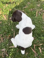 Patched ticked F1, a female German Shorthaired Pointer for sale in Spring Hope, NC – Photo 6 of 6