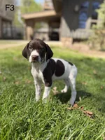 Patched ticked F1, a female German Shorthaired Pointer for sale in Spring Hope, NC – Photo 2 of 6
