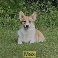 L F2, a female Pembroke Welsh Corgi for sale in Spring Hope, NC – Photo 7 of 8