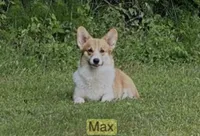 L F2, a female Pembroke Welsh Corgi for sale in Spring Hope, NC – Photo 6 of 8