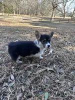 L F2, a female Pembroke Welsh Corgi for sale in Spring Hope, NC – Photo 4 of 8