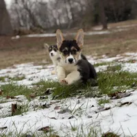 L F2, a female Pembroke Welsh Corgi for sale in Spring Hope, NC – Photo 5 of 8