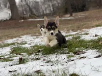 L F2, a female Pembroke Welsh Corgi for sale in Spring Hope, NC – Photo 8 of 8