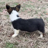 L F2, a female Pembroke Welsh Corgi for sale in Spring Hope, NC – Photo 4 of 8