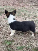 L F2, a female Pembroke Welsh Corgi for sale in Spring Hope, NC – Photo 3 of 8