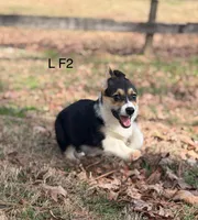 L F2, a female Pembroke Welsh Corgi for sale in Spring Hope, NC – Photo 2 of 8