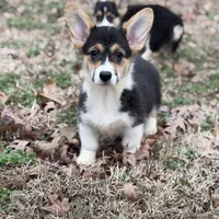 L F2, a female Pembroke Welsh Corgi for sale in Spring Hope, NC – Photo 3 of 8