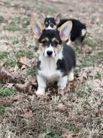 L F2, a female Pembroke Welsh Corgi for sale in Spring Hope, NC – Photo 1 of 8