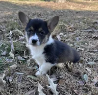 L F2, a female Pembroke Welsh Corgi for sale in Spring Hope, NC – Photo 2 of 8