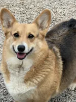 Ashoka, a female Pembroke Welsh Corgi for sale in Spring Hope, NC – 2 of 2