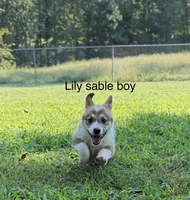 LMS, a male Pembroke Welsh Corgi for sale in Spring Hope, NC – 2 of 4