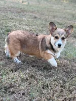 Rose, a female Pembroke Welsh Corgi for sale in Spring Hope, NC – 2 of 7