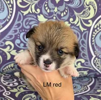 LM red, a male Pembroke Welsh Corgi for sale in Spring Hope, NC – 3 of 8