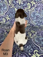 Liver roan M3, a male German Shorthaired Pointer for sale in Spring Hope, NC – Photo 2 of 4