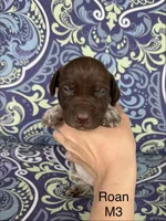 Liver roan M3, a male German Shorthaired Pointer for sale in Spring Hope, NC – Photo 1 of 4
