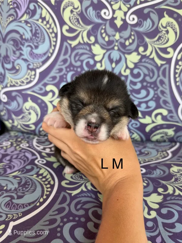 LM tri – Pembroke Welsh Corgi puppy for sale in Spring Hope, NC