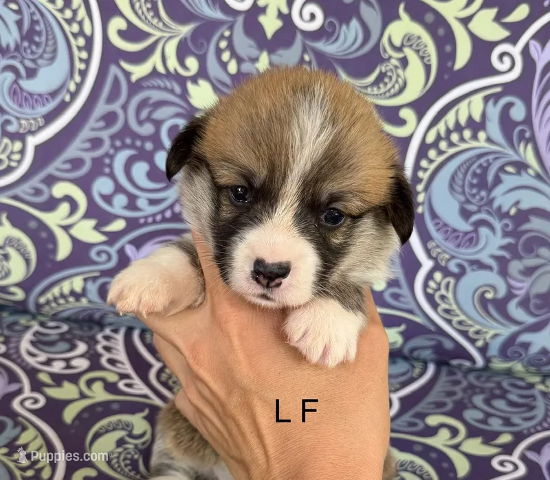 L F – Pembroke Welsh Corgi puppy for sale in Spring Hope, NC