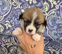 L F, a female Pembroke Welsh Corgi for sale in Spring Hope, NC – 3 of 7