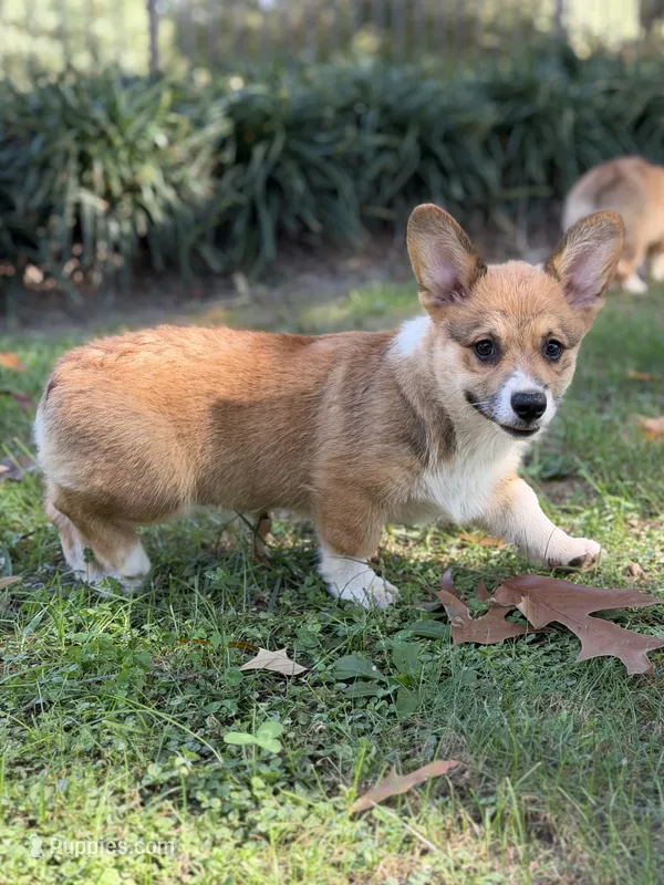 LM 1 – Pembroke Welsh Corgi puppy for sale in Spring Hope, NC