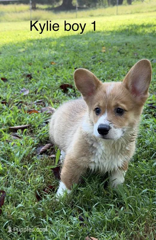 KM1 – Pembroke Welsh Corgi puppy for sale in Spring Hope, NC