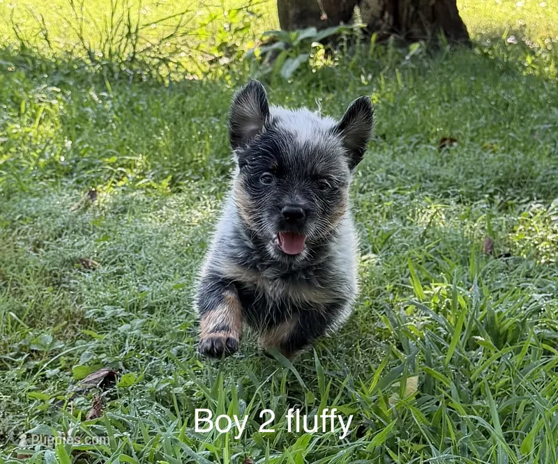 River B2 fluffy – Australian Cattle Dog puppy for sale in Spring Hope, NC