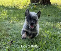 River B2 fluffy, a male Australian Cattle Dog for sale in Spring Hope, NC – 1 of 6