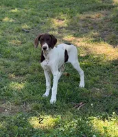 Carol, a female German Shorthaired Pointer for sale in Spring Hope, NC – 3 of 5