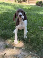 Patched ticked F2, a female German Shorthaired Pointer for sale in Spring Hope, NC – 2 of 8