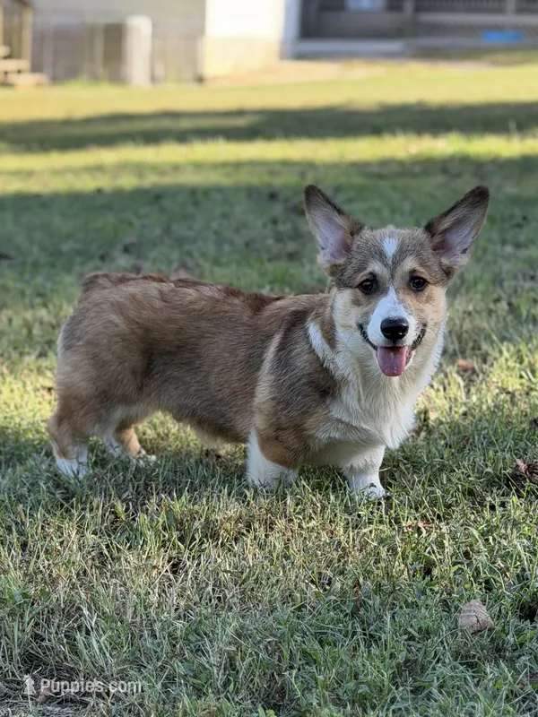 LMS – Pembroke Welsh Corgi puppy for sale in Spring Hope, NC