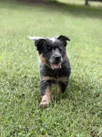 River B2 , a male Australian Cattle Dog for sale in Spring Hope, NC – 3 of 6
