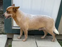 Blizzard, a female Australian Cattle Dog for sale in Spring Hope, NC – 3 of 3